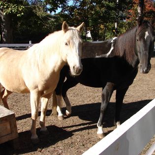 A palomino horse, Dusty, with a black and white horse, Cisco.