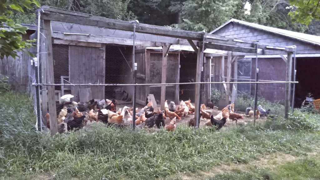 Picture of chickens and ducks in an enclosed yard with coops.