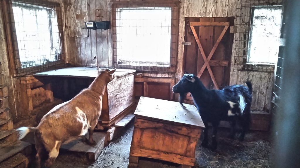 Two goats, a tan/white female on the left, a black/white male on the right.