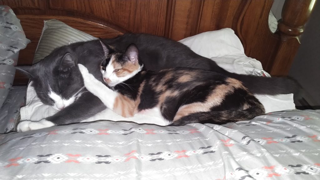 Two kitties napping together, a gray/white male with a calico female cuddled on top of him.