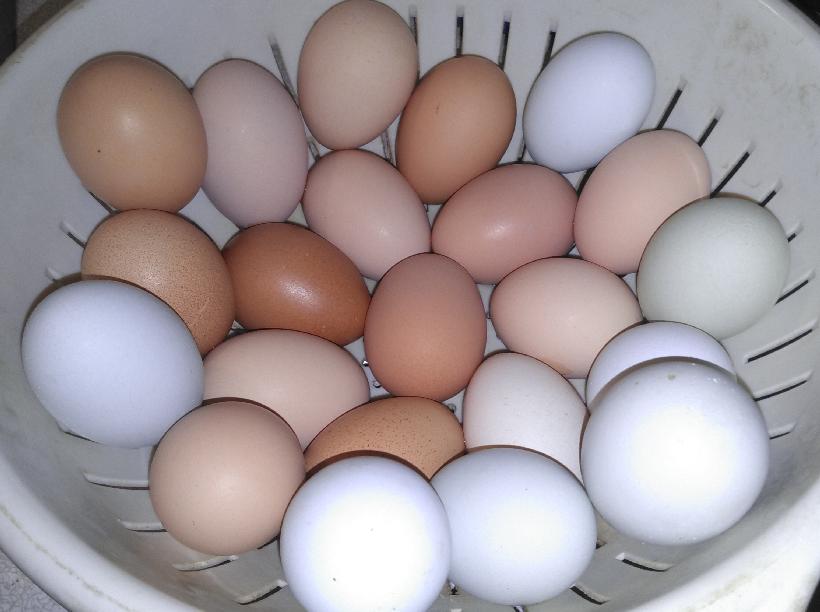 Strainer of multi-colored eggs.