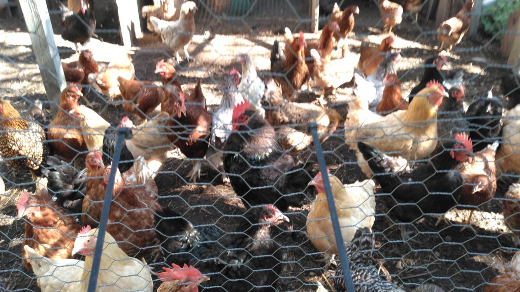 Flock of multi-colored hens with their rooster.