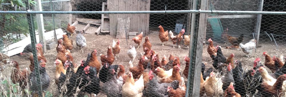 Picture of assorted chickens