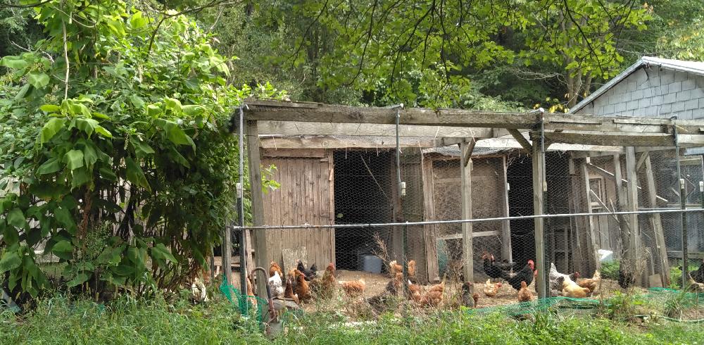 Picture of two joined chicken coops with an attached enclosed yard and a flock of chickens