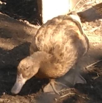 Picture of a tan Khaki Campbell duck