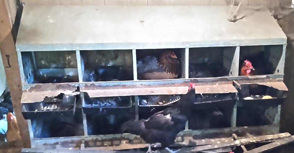 Bank of 10 nests with chickens.