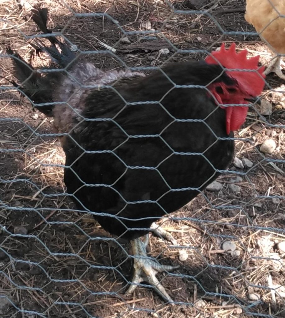 Picture of a black rooster.