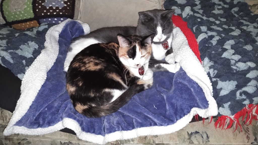 Bonnie (calico) in front of Cooper (gray/white), the bonded pair napping together